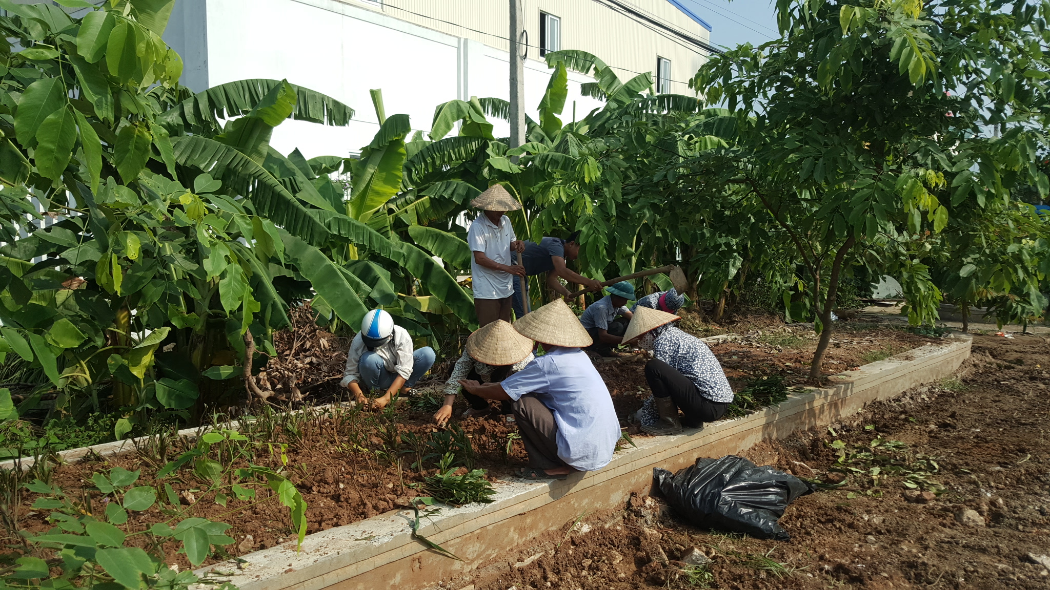 Mặt trận tổ quốc và các ban, ngành đoàn thể W88club
 tích cực trồng hoa tạo cảnh quan môi trường xây dựng NTM kiểu mẫu